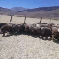 گوسفند داشتی ۵راس میش جوان با ۲ راس بره