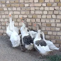 غاز بالغ و‌ جوجه غاز
