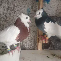 کفتر