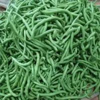 لوبیاسبز صادراتی