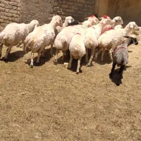 قوچ وبره قوچ ونربز برای قربانی نذری وتامین نیاز..