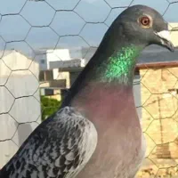 جوجه پلاکی گ م کردم
