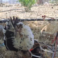 مرغ گلین با جوجه