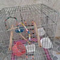 قفس بزرگ برای طوطی و عروس هلندی