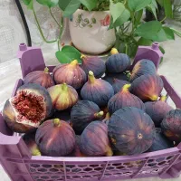 انجیر سیاه درشت