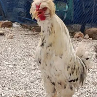 فروش مرغ و خروس محلی