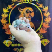 جوجه سرلاکی طوطی ملنگو سبز
