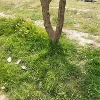 اجاره مرغداری سی هزاری