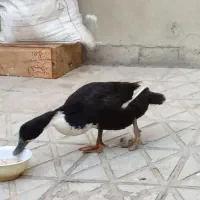 اردک ماده