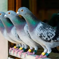 یک کبوتر در جمهوری۱۴ پیدا شده