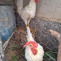 خروس