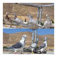 فروش کبوتر پلاکی