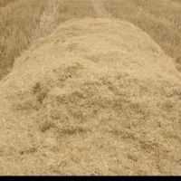 فروش کاه خوشه ای تمیز و بدون خاک