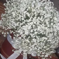 فرگاز پنج شعله مارک دسینی