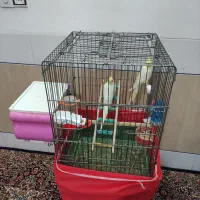 پرنده عروس هلندی