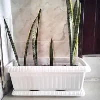 دوتا گلدان مستطیلی بزرگ با گل