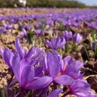 کود زعفران مایع و پودری
