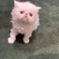 گربه|گربه|بجنورد, |دیوار