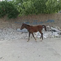 اسب