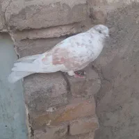 کبوتر