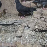 کفتر|پرنده|شهرضا, |دیوار