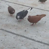 کفتر یا کبوتر