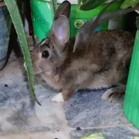 خرگوش