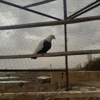 سینه دوم‌سیاه