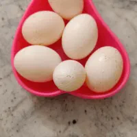 ۶ عدد تخم کبوتر تازه