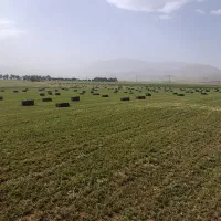 یونجه بدون یک در صد علف و یونجه علفی کمترین قیمت