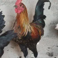 خروس زینتی ومرغ تخمگذار