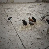 مرغ وخروس وغاز