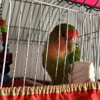 طوطی برزیلی نر یکساله همراه با قفس و وسایل