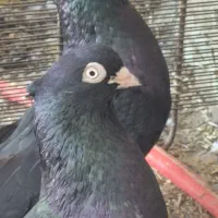 زاغ آبادانی