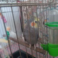 عروس هلندی نر
