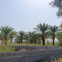 زمین باغ نخل