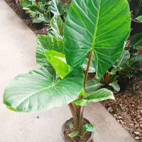 فروش انواع گل و گیاه آپارتمانی به قیمت بسیار مناسب