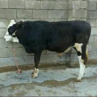 قصابی وذبح گوسفندوگوساله(قصاب سیار)