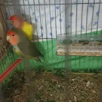 جفت طوطی با یه جوجه