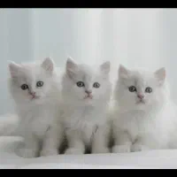 قلعه گربه کیتن بریتیش تپلی white