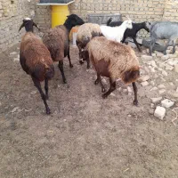 میش|حیوانات مزرعه|نظرآباد, نجم آباد|دیوار
