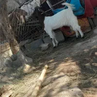 متن زیر را بخوانید