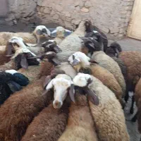 گوسفند