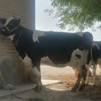 گاو هلشتاین شیری