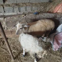 گوسفند(بره) زنده
