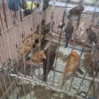 قناری نر و ماده