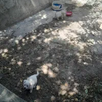 فروش سگ