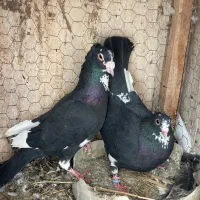کفتر مینا سیاه