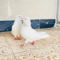 اراکی|پرنده|سوسنگرد, |دیوار