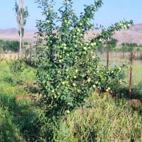 باغ در طالقان روستای جزینان دشت نازدشت